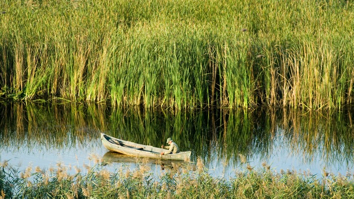 Fischer in seinem Boot im rumänischen Donau-Delta vor einem dichten Schilfrohrdickicht.