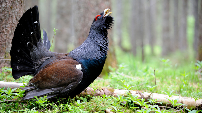 Auerhahn bei der Bodenbalz