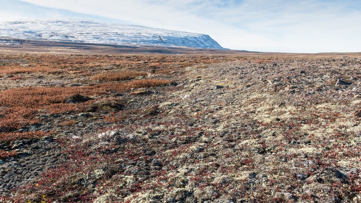 Karge, weite Landschaft mit Moos 