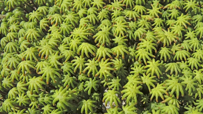 Schirmchen der weiblichen Brunnenlebermoospflanze 