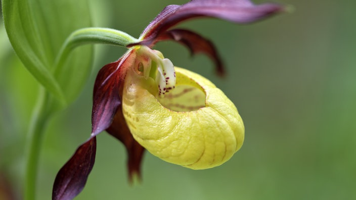 Gelber Frauenschuh