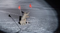 Zwei Eisbären im Schnee.