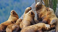 Gruppe von Seelöwen auf Felsen.