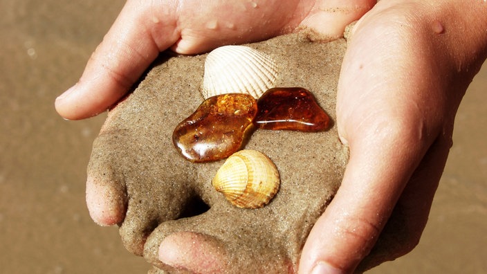 Bernstein und Muscheln am Strand