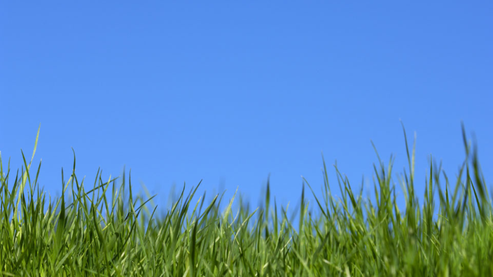 Grünes Gras vor strahlend baluem Himmel.