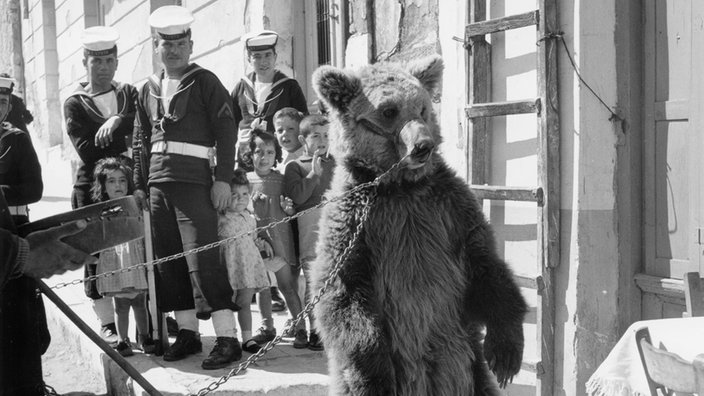 Das Schwarzweiß Foto zeigt einen Tanzbär in Ketten