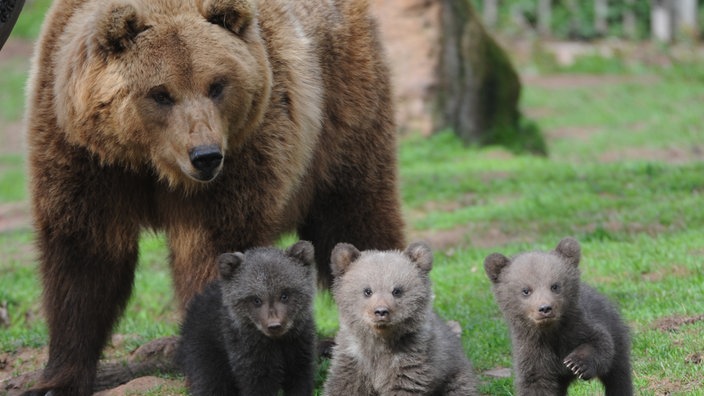 Ein Braunbär mit drei Jungtieren