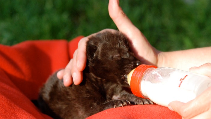 Nahaufnahme eines Wolfswelpen, wie er mit der Flasche gefüttert wird.