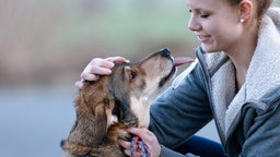 Junge Frau streichelt ihren Schäferhund-Labrador Mischling am Kopf.