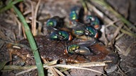 Goldfliegen legen Eier auf dem Kadaver einer Nacktschnecke ab.