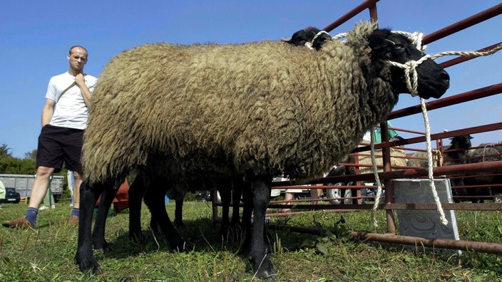 Ein Pommernschaf.