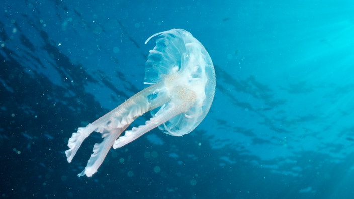 Eine weiß leuchtende Qualle, die wie ein schräg liegender Schirmpilz durch das dunkelblaue Wasser segelt.