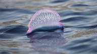 Die gasgefüllte Schwimmblase einer Portugiesischen Galeere (Physalia physalis) treibt auf dem Meer