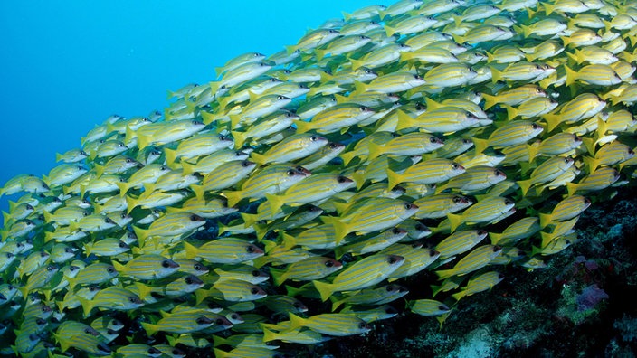 Unterwasseraufnahme eines Fischschwarms