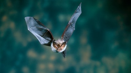 Eine Fledermaus im Flug. Das "Braune Langohr" hat die Flügel nach oben geschwungen und fliegt geradewegs auf die Kamera zu.