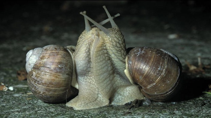 Weinbergschnecken (Helix Pomatia) bei der Fortpflanzung