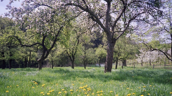 Streuobstwiese