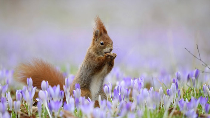 Eichhörnchen in einer Krokuswiese