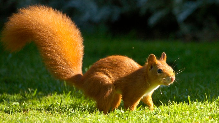 Eichhörnchen auf einer Wiese