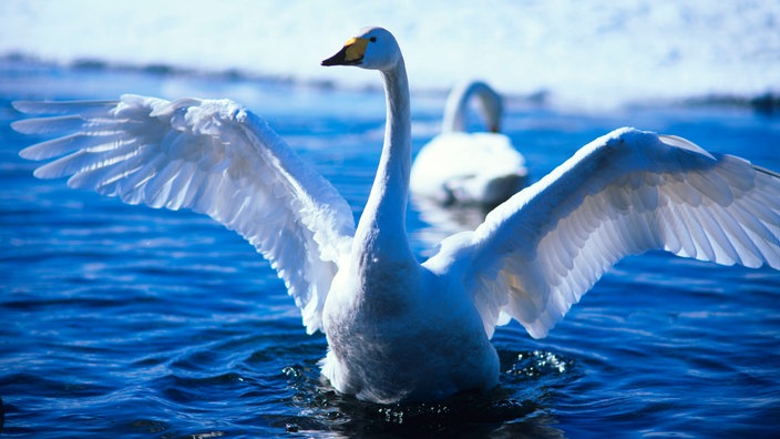 Ein Schwan sitzt mit ausgebreiteten Flügeln im Wasser.