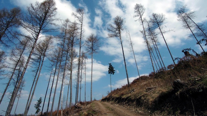 Kahle Bäume ragen in blauen Himmel.