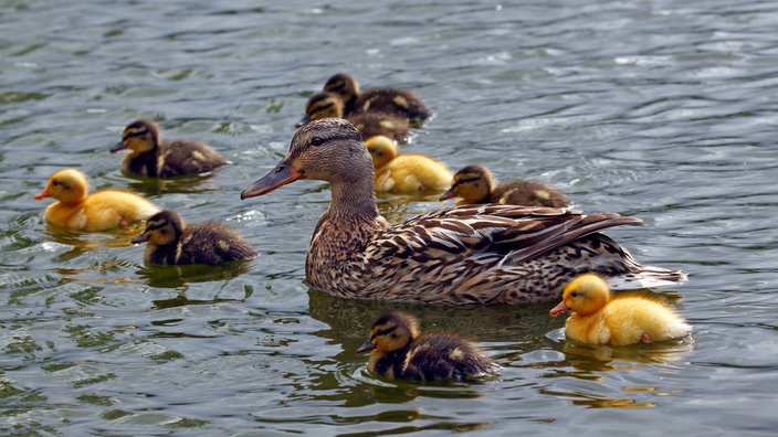 Stockentenweibchen mit Küken