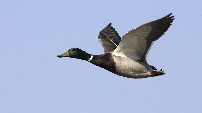 Stockente im Flug