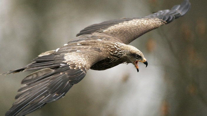 Schwarzmilan im Flug mit geöffnetem Hakenschnabel.