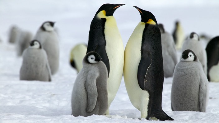 Kaiserpinguine mit einem Jungen.