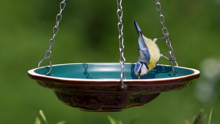 Blaumeise trinkt aus einer hängenden Vogeltränke