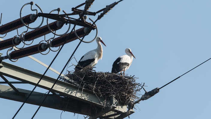 Storchennest auf einer Hochspannungsleitung