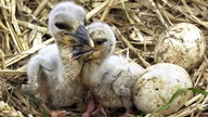 Zwei vor wenigen Tagen geschlüpfte Storchenküken schmiegen sich aneinander. Neben den beiden liegen noch zwei Eier.