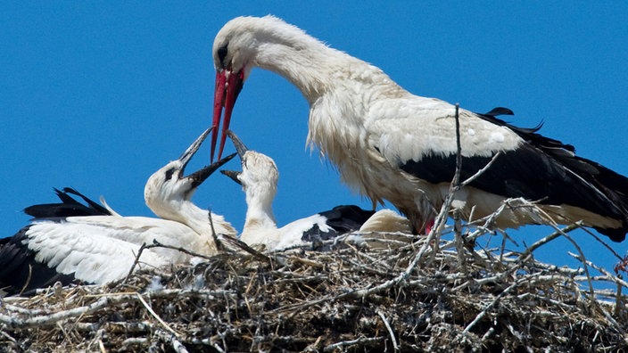 Storch füttert Jungtiere.