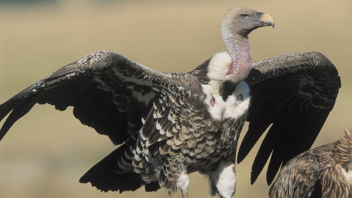 Ein Sperbergeier breitet auf dem Boden seine Schwingen aus.