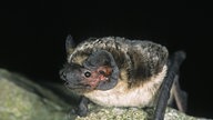 Zweifarbfledermaus.