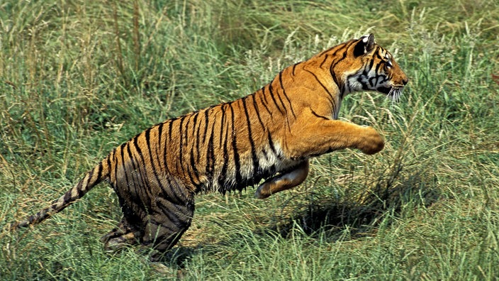 Bengaltiger rennt.