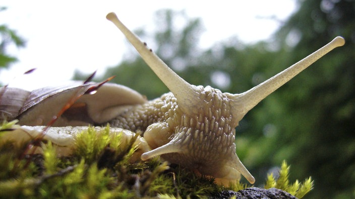 Kopf einer Weinbergschnecke