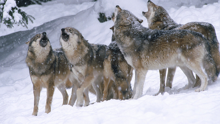 Ein Wolfsrudel im Winter im Bayerischen Wald