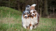 Zwei Australian Shepherds kauen an einem Stock.