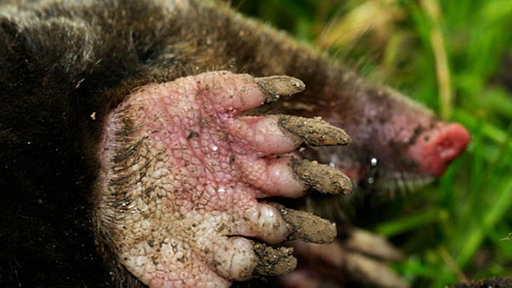 Studiogast Magnus Wessel erläutert, warum ein Maulwurf im Garten gar nicht so schlecht ist und gibt Tipps, wie man die vermeintlichen Plagegeister wieder loswerden kann.