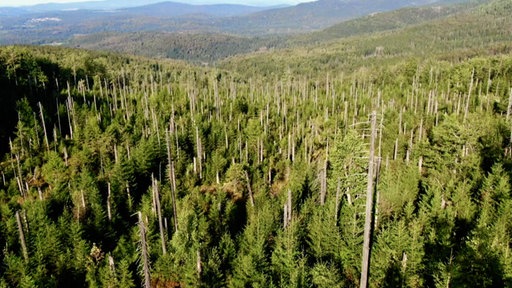 Nationalpark Bayerischer Wald