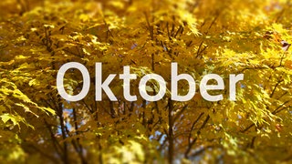 Sendungen im Oktober. Im Hintergrund: Gelbe Blätter.