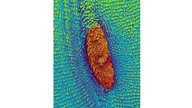 Schmetterlingsflügel unter dem Mikroskop