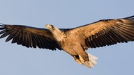 Seeadler mit ausgebreiteten Flügeln