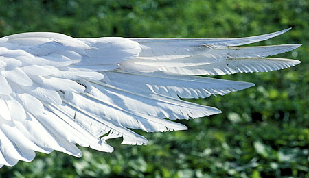 Der ausgebreitete Flügel einer Gans