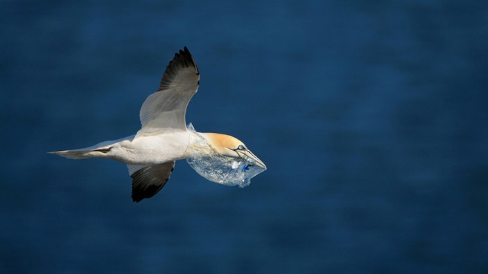 Vogel mit Plastik im Schnabel