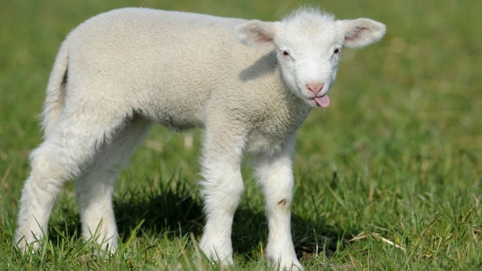 Merino-Lamm auf einer Wiese.