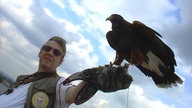 Abgerichteter Bussard auf dem Arm seines Halters.