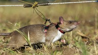 Große Hamsterratte mit Geschirr schnuppert.