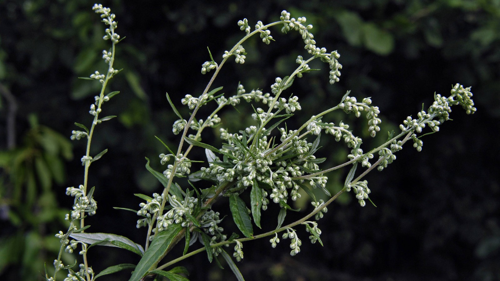 Beifuß, ein dürres Gewächs mit klitzekleinen Blüten, die wie Kügelchen aussehen.